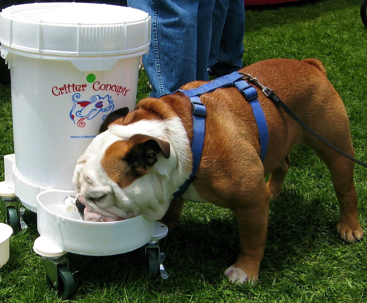 5gallon large dog water fountain with a bulldog