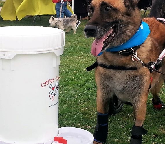 Large Pet Water Dispenser - Critter Concepts