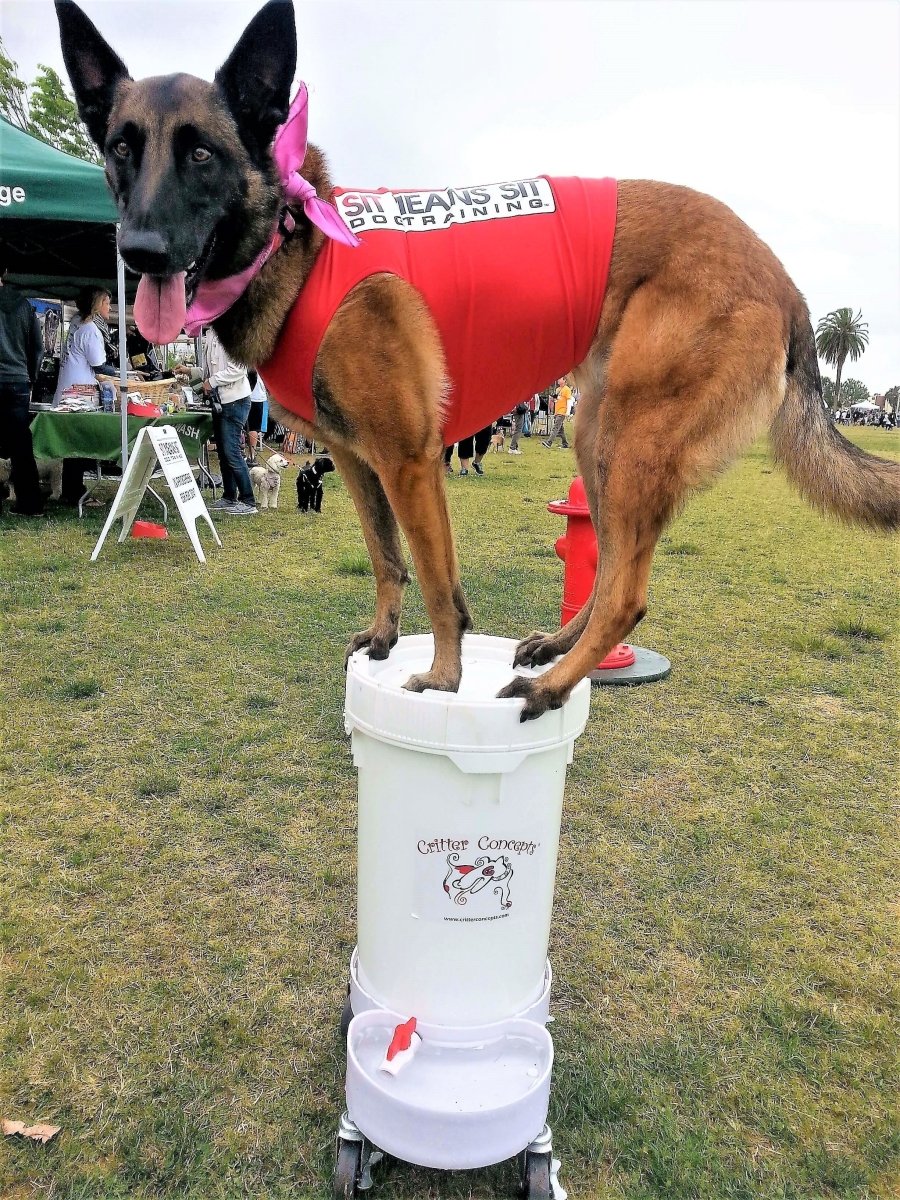 Large Pet Water Dispenser - Critter Concepts