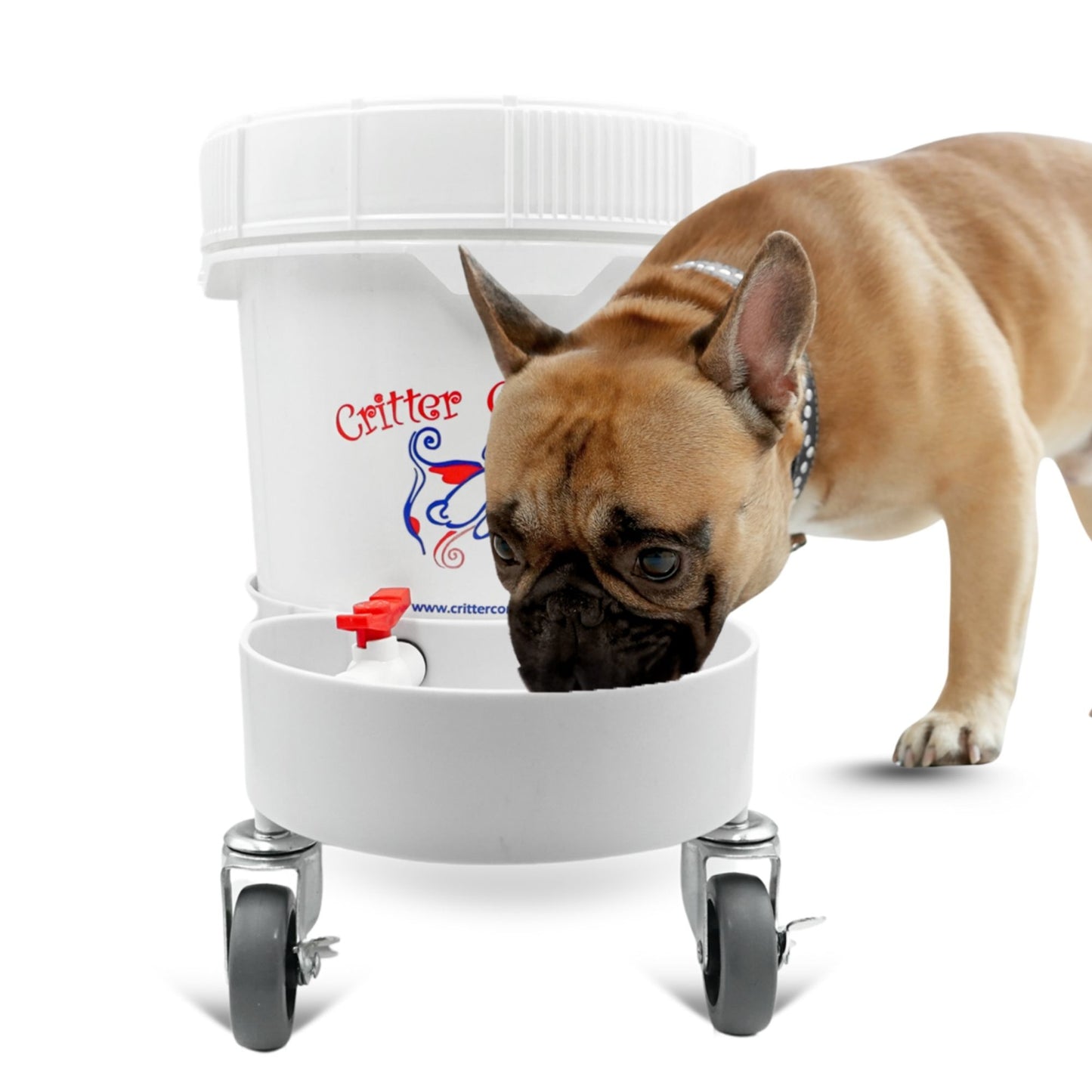 small dog drinking from 3.5 gallon water dispenser