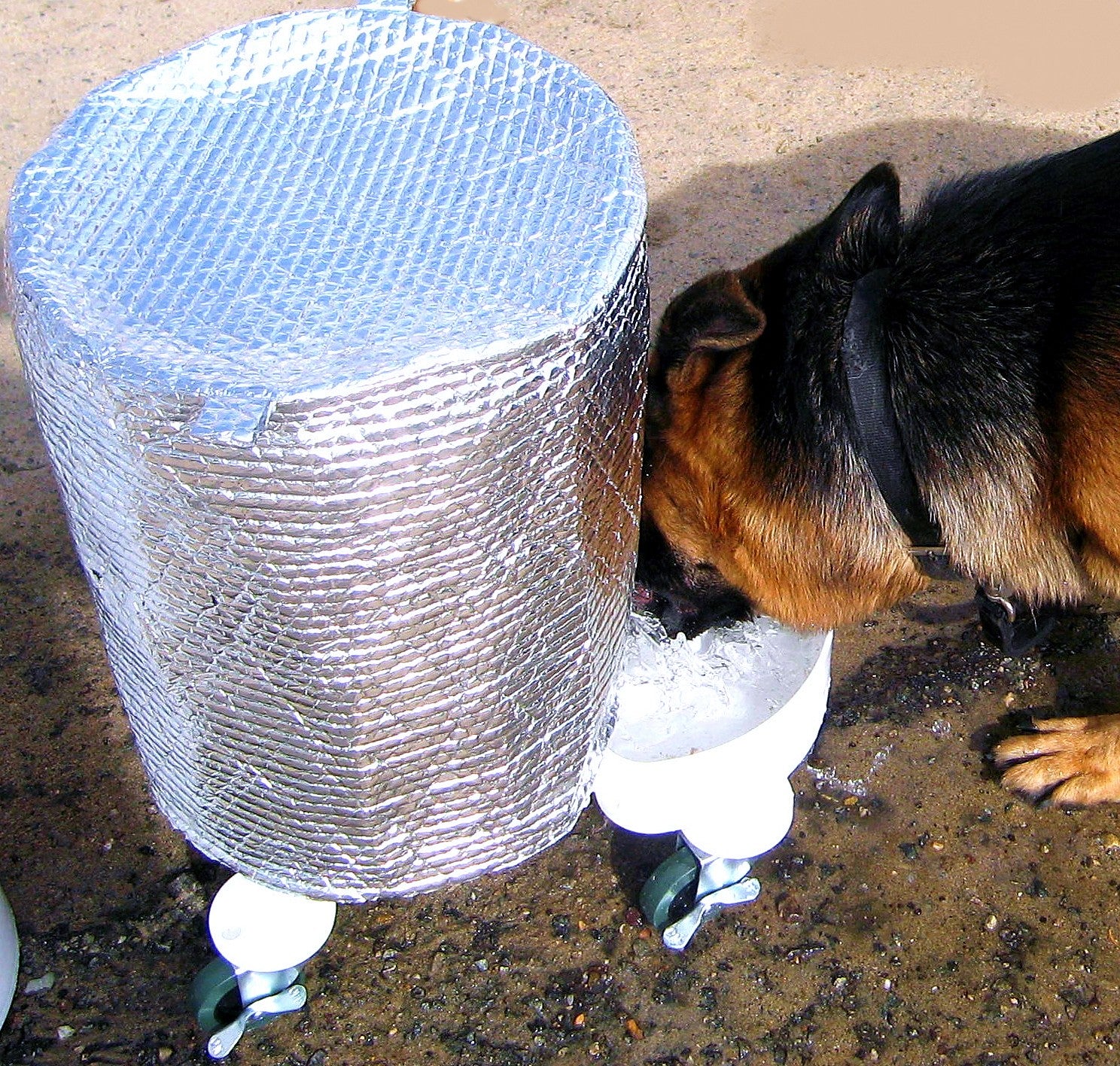 big dog drinking from gravity water bowl system