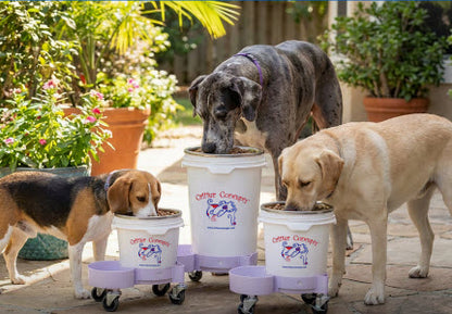 Elevated Feeding System for Medium to Large Dogs