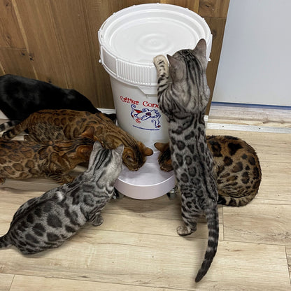 home pet hydration system 5 gallon setup