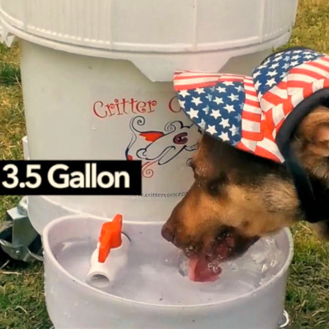 indoor dog hydration station clean feeding area