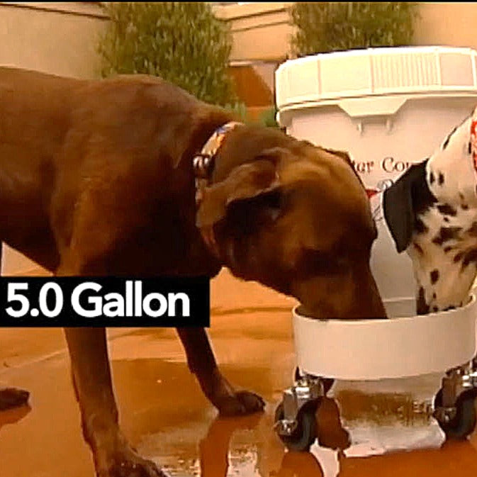 balanced capacity dog water station indoor and patio