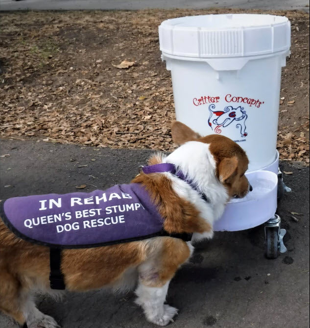 automatic dog water bowl system 5 gallon capacity