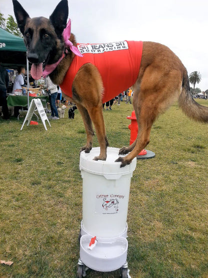 multi-dog household large capacity water dispenser