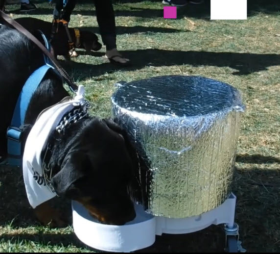 compact gravity-fed dog water bowl system indoor