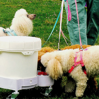 small to medium dog using automatic water dispenser