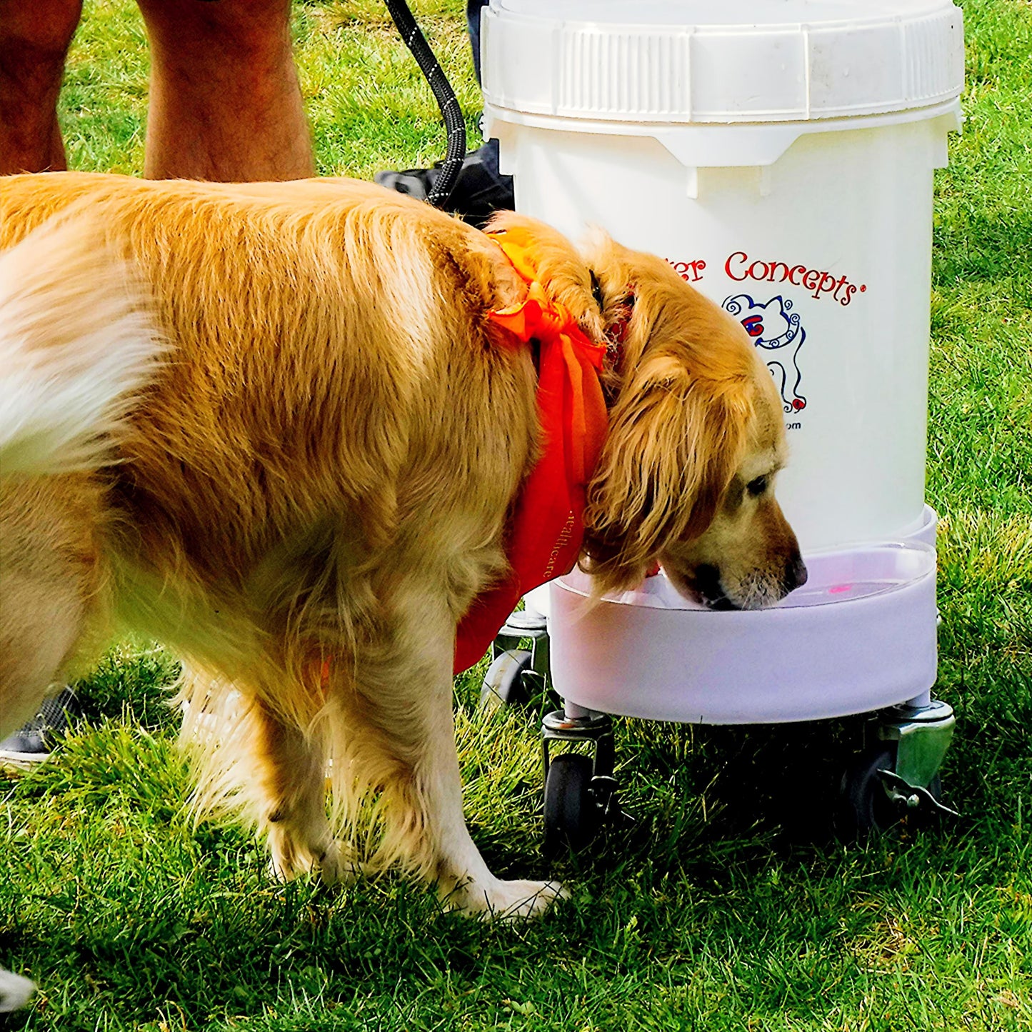 dog drinking from 5 gallon gravity water system