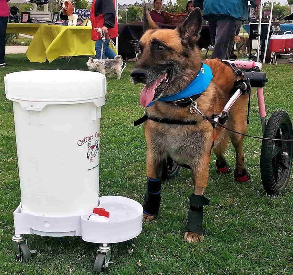 Dog Water Dispenser from Critter Concepts, Up to 6.5 Gallons in size